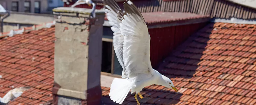 Residential Chimney Animal Removal Solution in North Port, FL